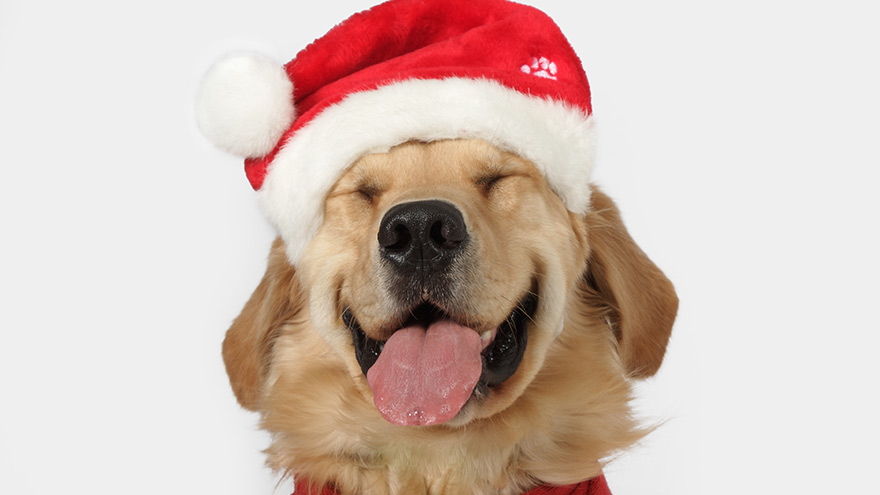 Happy dog wearing santa hat